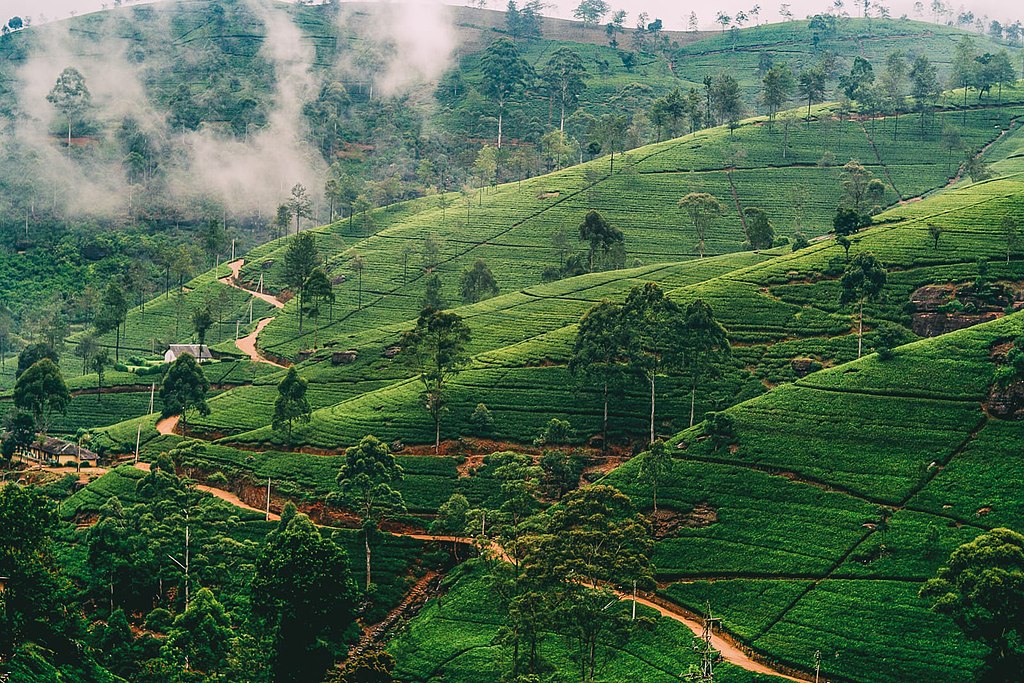 Nuwara Eliya