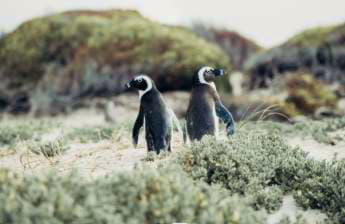 Cape of Good Hope